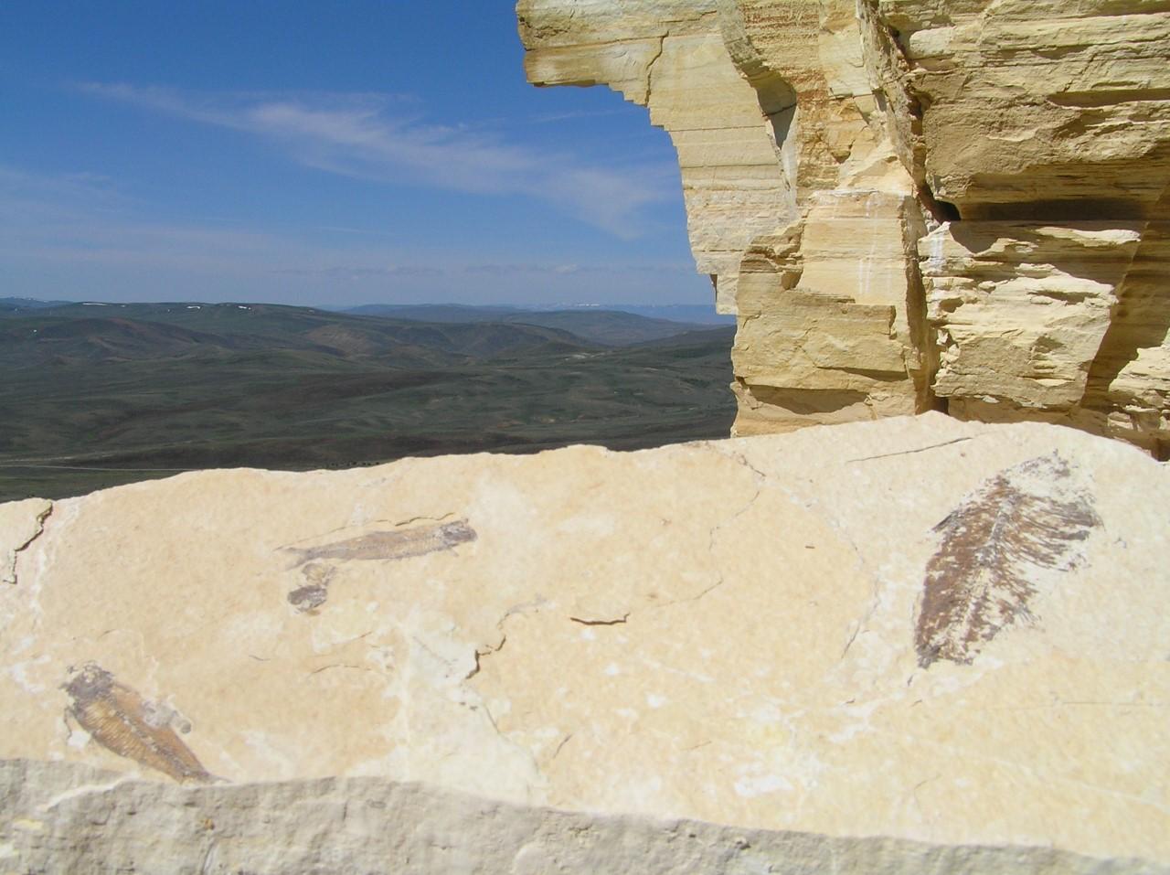 Fish fossils exposed near cliff edge with green hills in the distance.