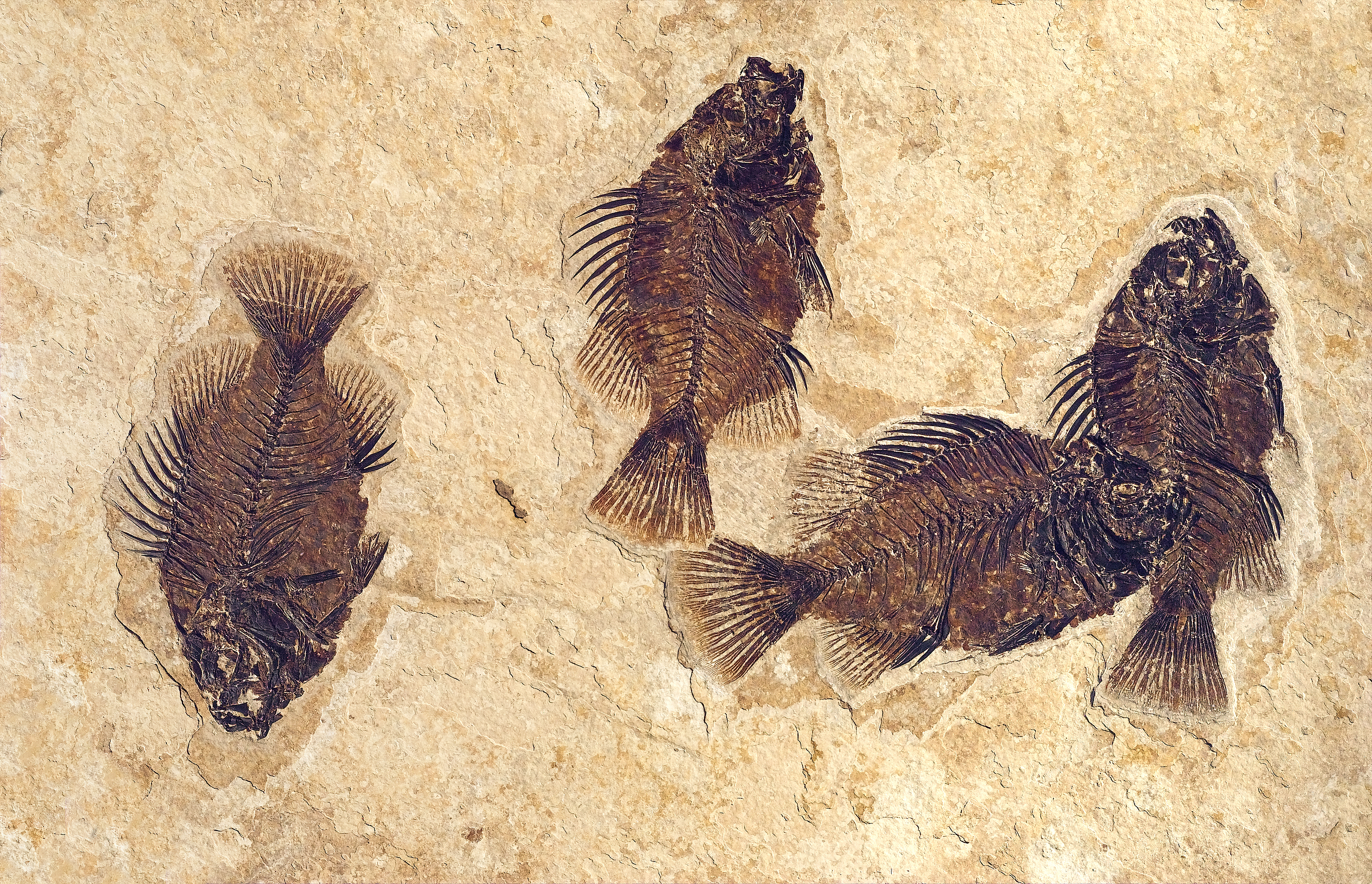 Four fossil football-shaped fossil fish with upright dorsal spines and a fan-shaped tail.