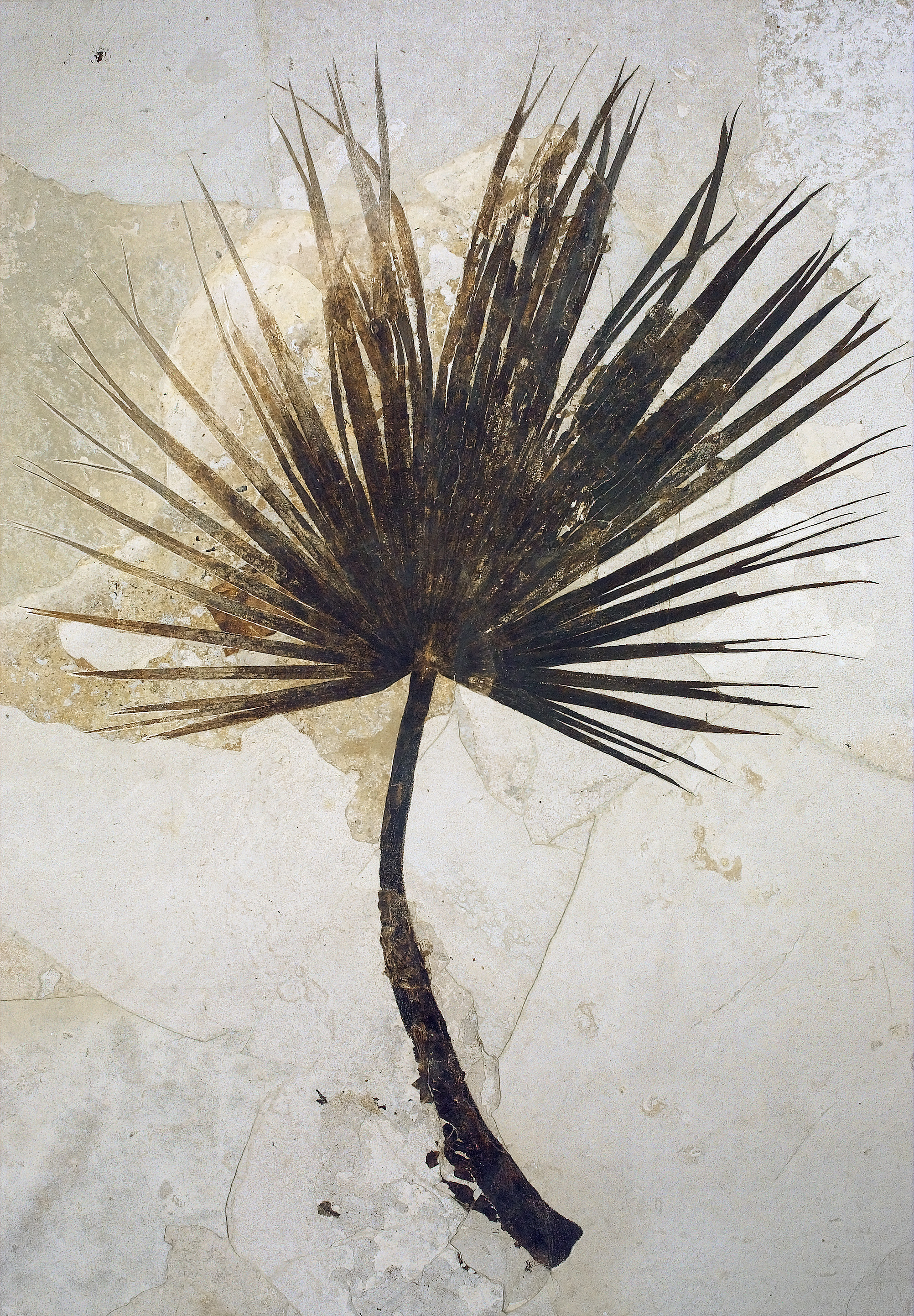 A dark brown fossil palm frond on light tan rock.