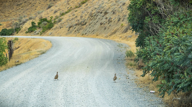 Chukar pair scrambling across the Snake River-Mormon Basin Back Country Byway.