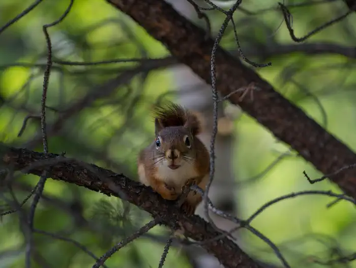 Chequamegon-Nicolet National Forest