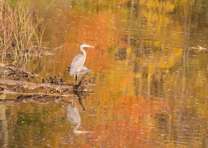 Great Blue Heron and fall colors reflection