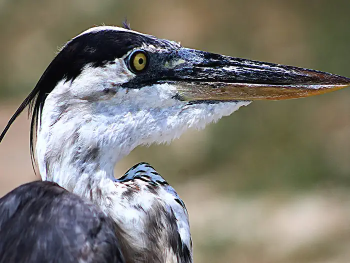 Aransas National Wildlife Refuge