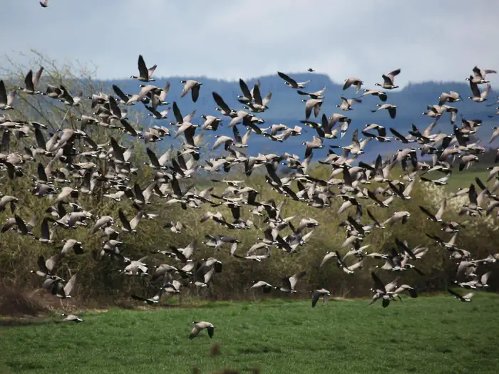 Baskett Slough National Wildlife Refuge