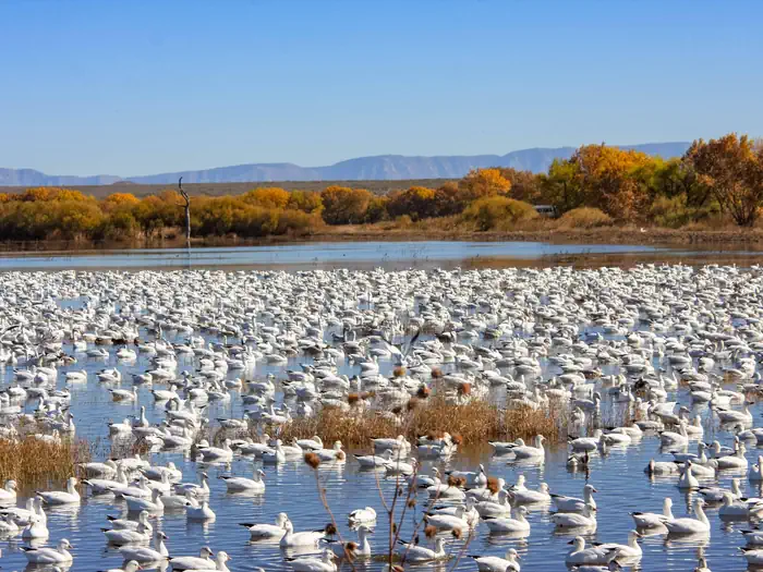 Bosque del Apache National Wildlife Refuge