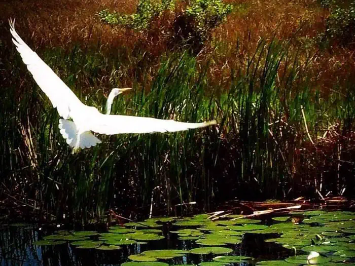 Cameron Prairie National Wildlife Refuge