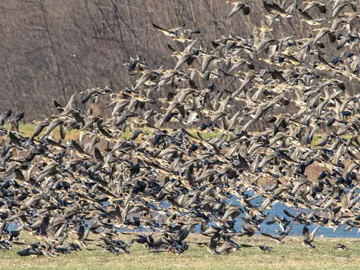 Waterfowl lifting off at Crab Orchard