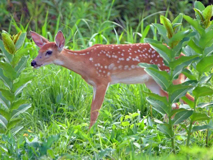 White-tailed deer fawn