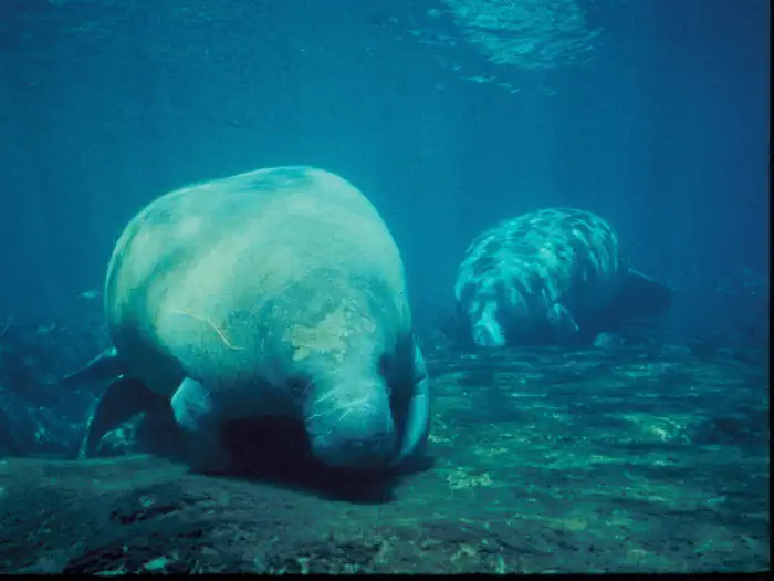 Florida Manatees at Crystal River National Wildlife Refuge, Florida