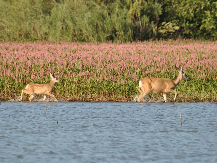 Deer Flat National Wildlife Refuge