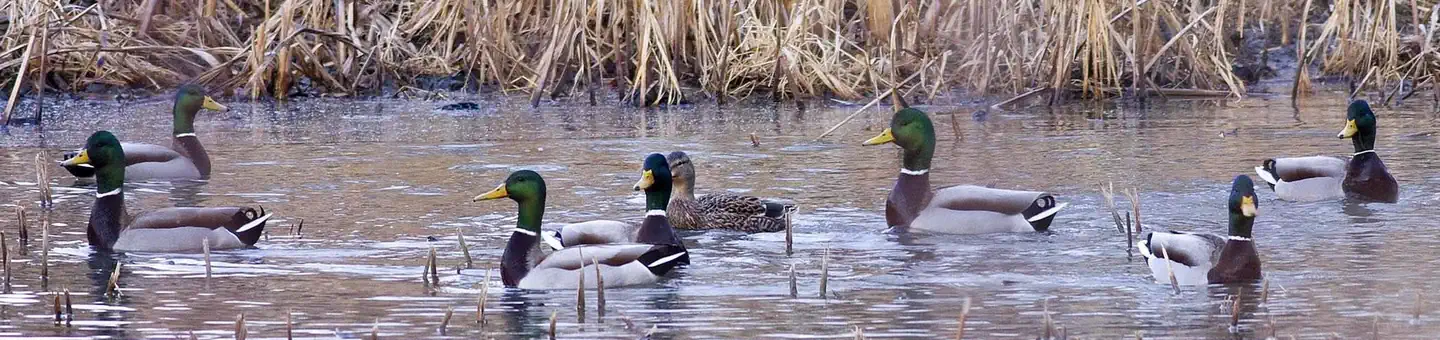 Desoto National Wildlife Refuge