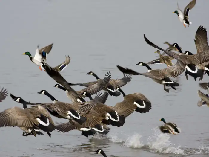 a group of birds starting to fly out of water