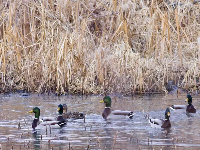 Desoto National Wildlife Refuge