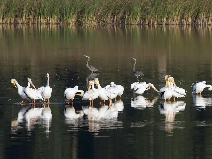 a group of pelicans standing in shallow water with marsh in the background