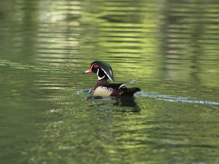 Eufaula National Wildlife Refuge, Alabama