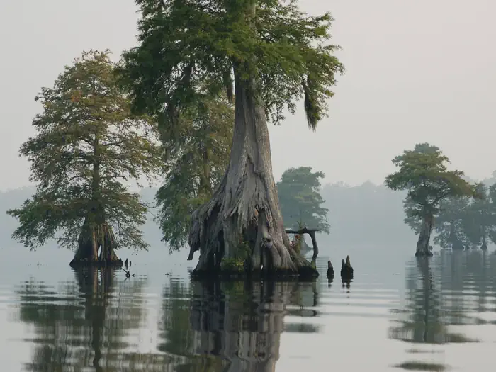 Great Dismal Swamp National Wildlife Refuge