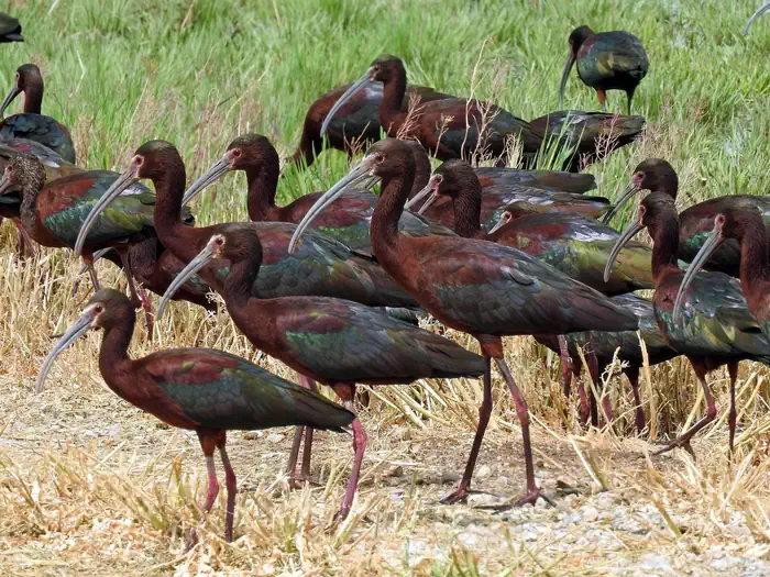 White Faced Ibis - Havasu National Wildlife Refuge