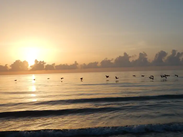 Silhouette of birds flying over the Atlantic Ocean as the sun rises above the cloudy horizon.