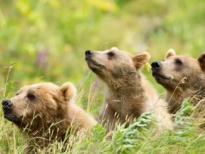 Kodiak National Wildlife Refuge