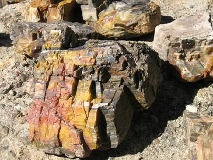 Petrified Wood