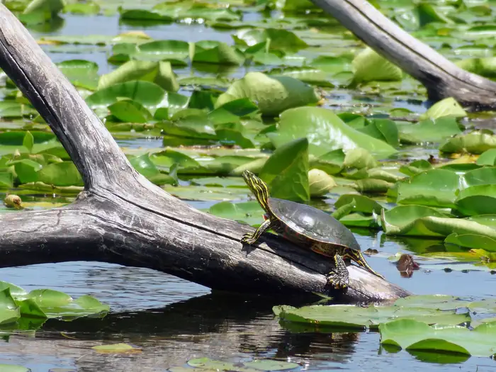 Minnesota Valley National Wildlife Refuge