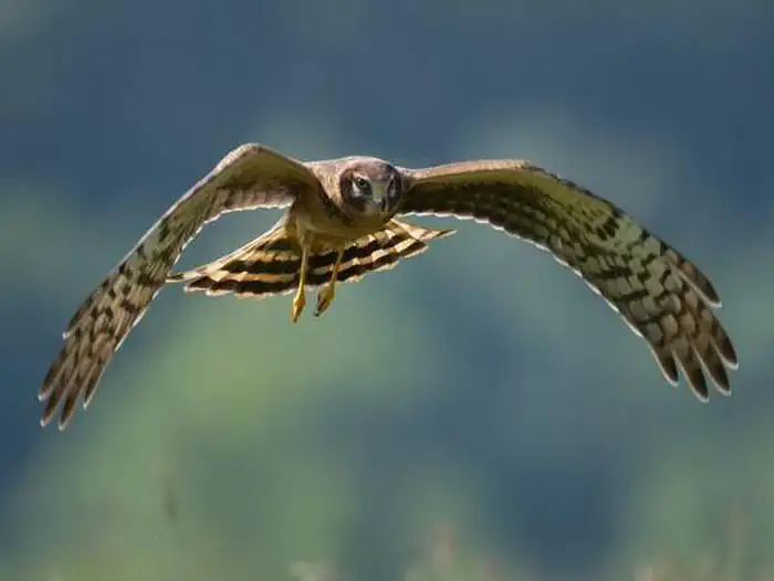 Montezuma National Wildlife Refuge