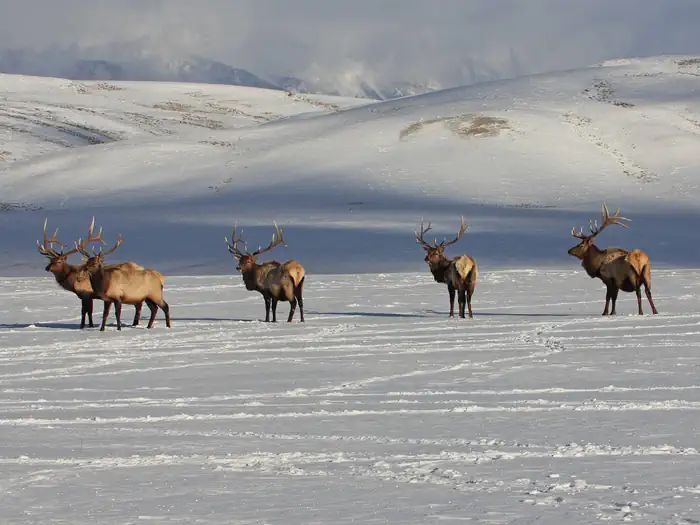 National Elk Refuge, Wyoming