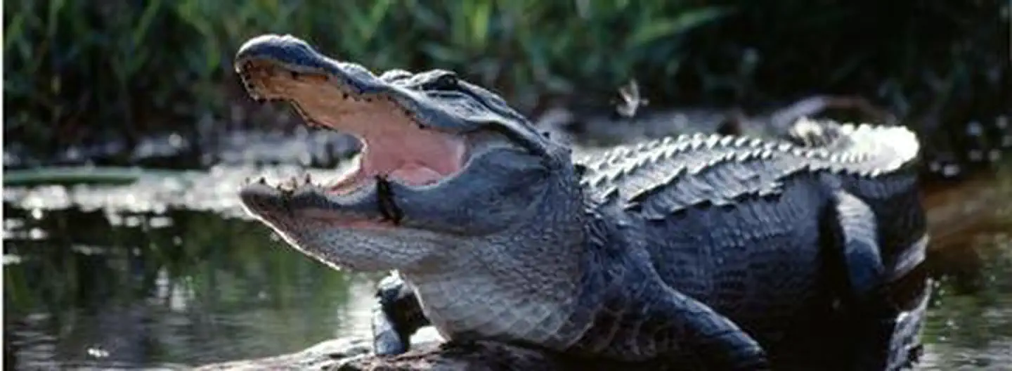 American Alligator