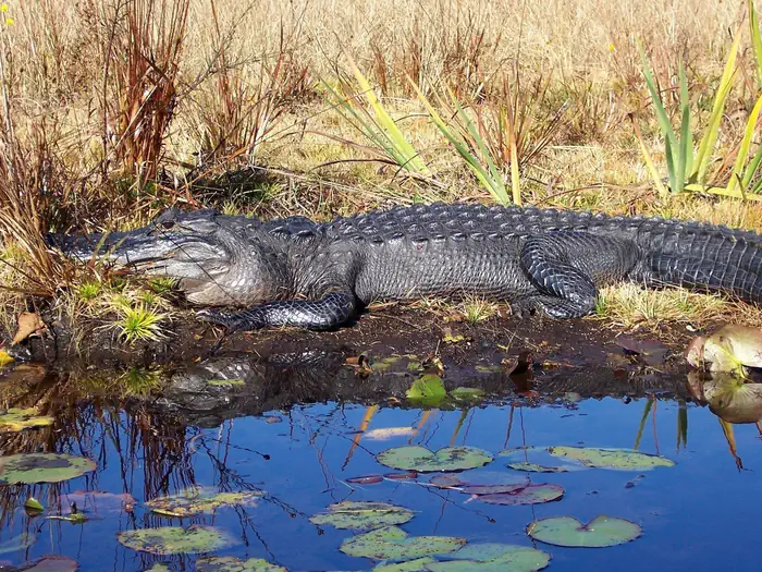 Okefenokee Refuge