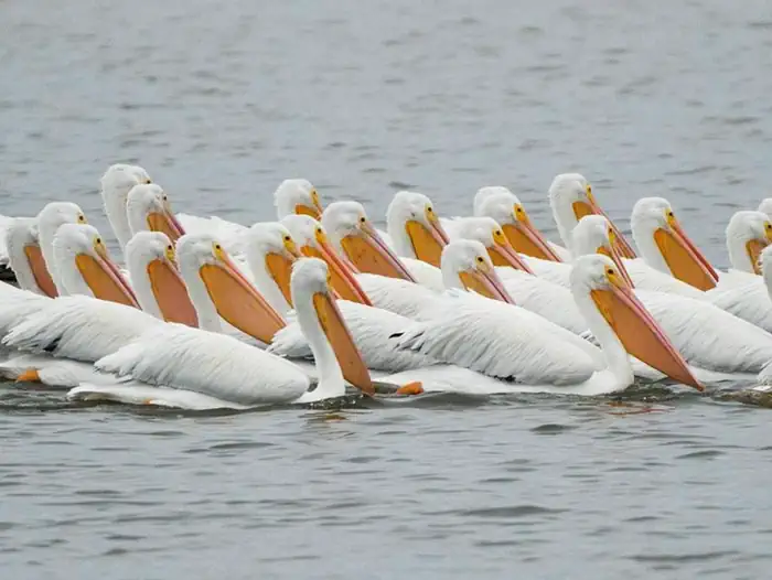 White Pelicans at Pea Island National Wildlife Refuge