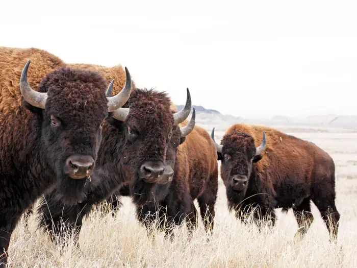 Rocky Mountain Arsenal National Wildlife Refuge