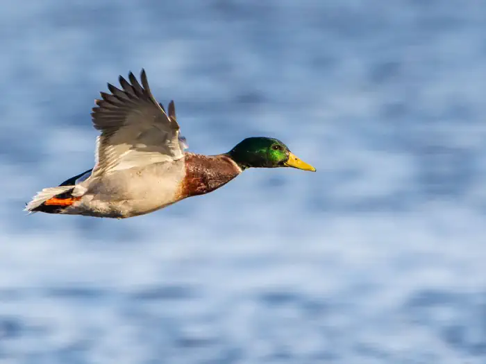 Mallard Drake on Upper Mississippi River National Wildlife and Fish Refuge