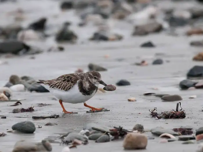 Sachuest Point National Wildlife Refuge