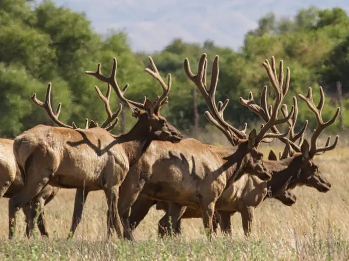 San Luis National Wildlife Refuge