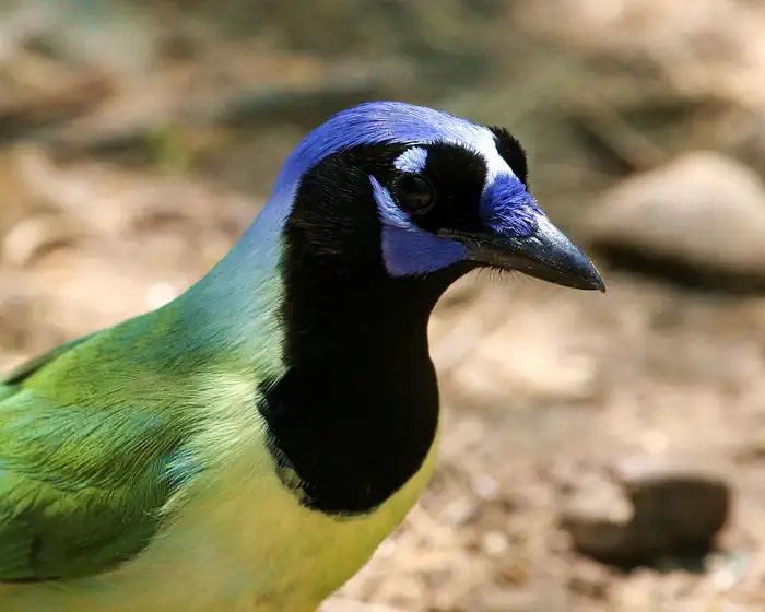 A Green Jay bird is depicted at close range with a green and yellow body and blue head with black markings