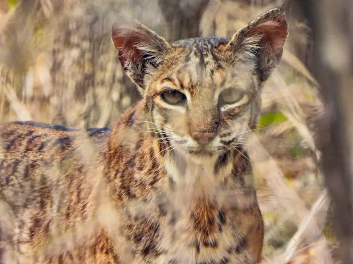 A bobcat looks directly into the camera lens