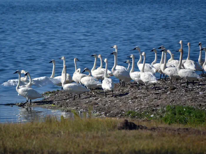 Tamarac National Wildlife Refuge