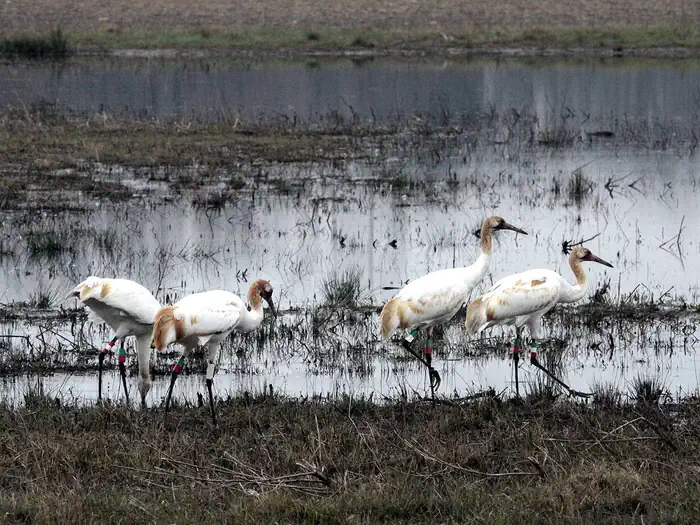 Wheeler National Wildlife Refuge, Alabama