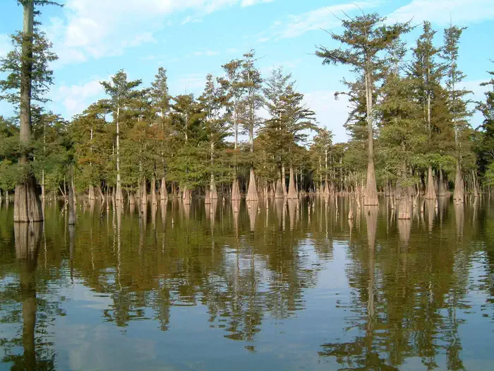 Dale Bumpers National Wildlife Refuge