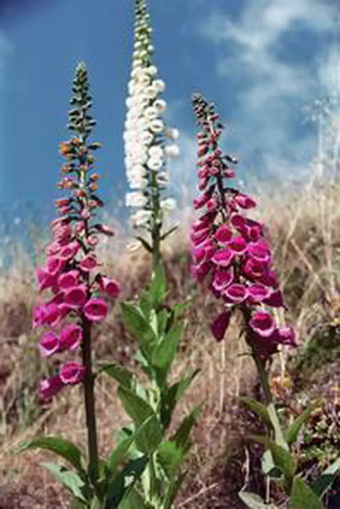 Cow Creek Flowers