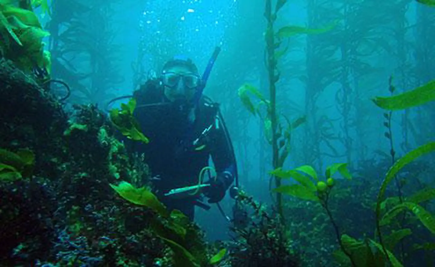 Diver in Channel Islands kelp forest.