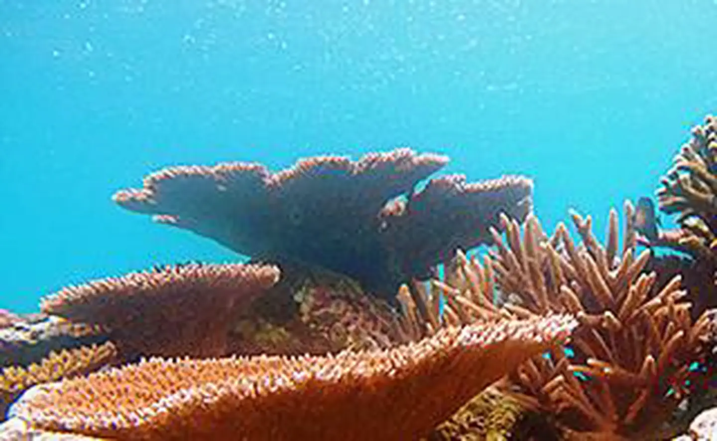 Tabletop coral in Fagatele Bay sanctuary unit