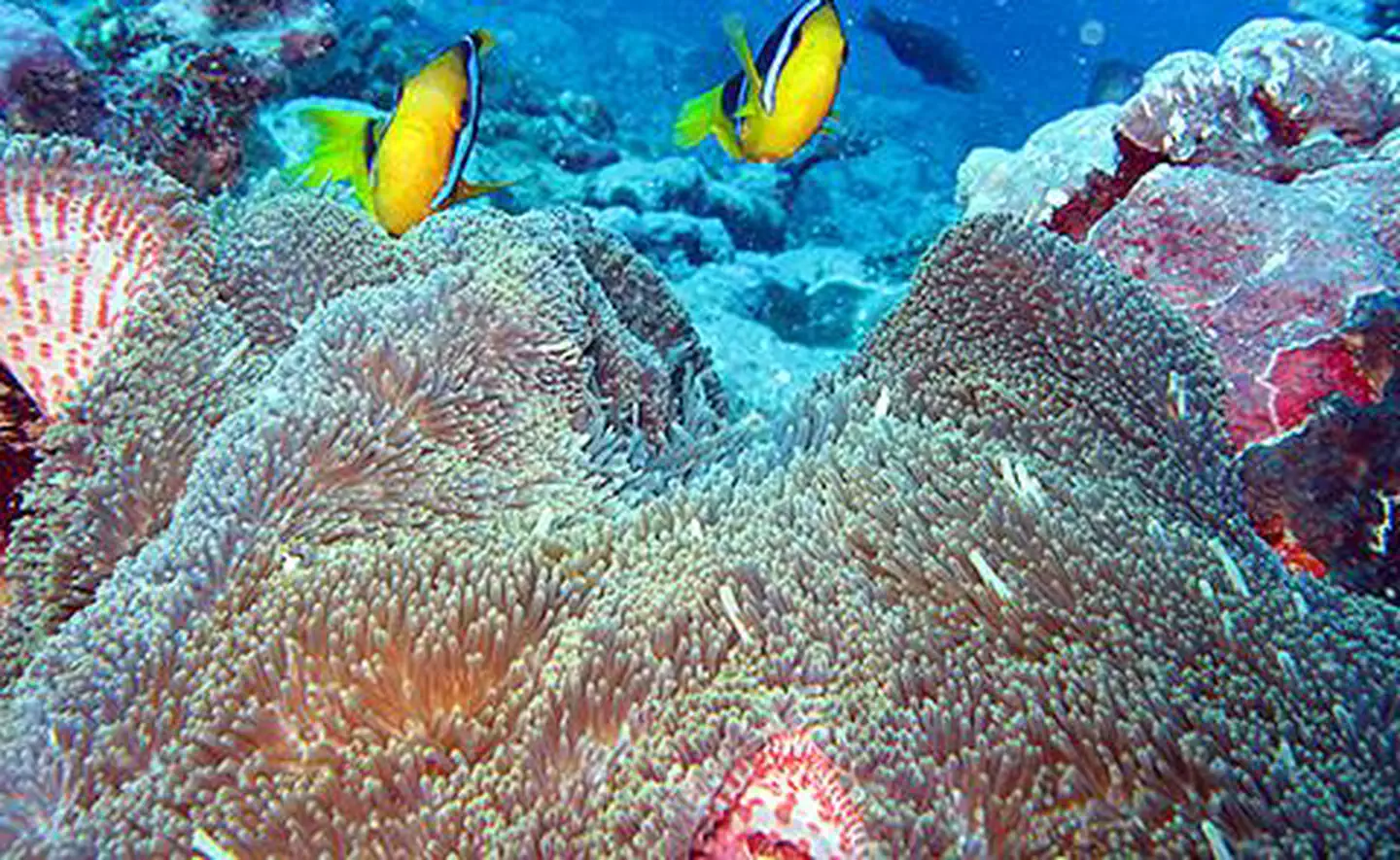 Clownfish and anemone off the end of Aunu'u sanctuary unit