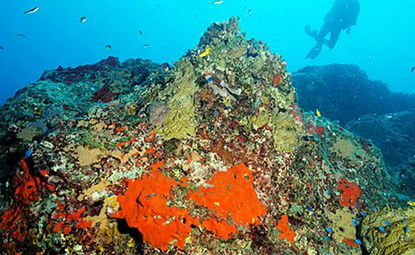 Pinnacles of Stetson Bank