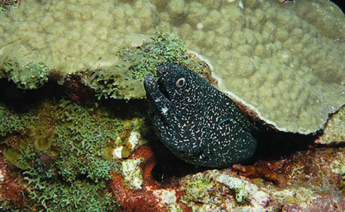 Spotted moray eel