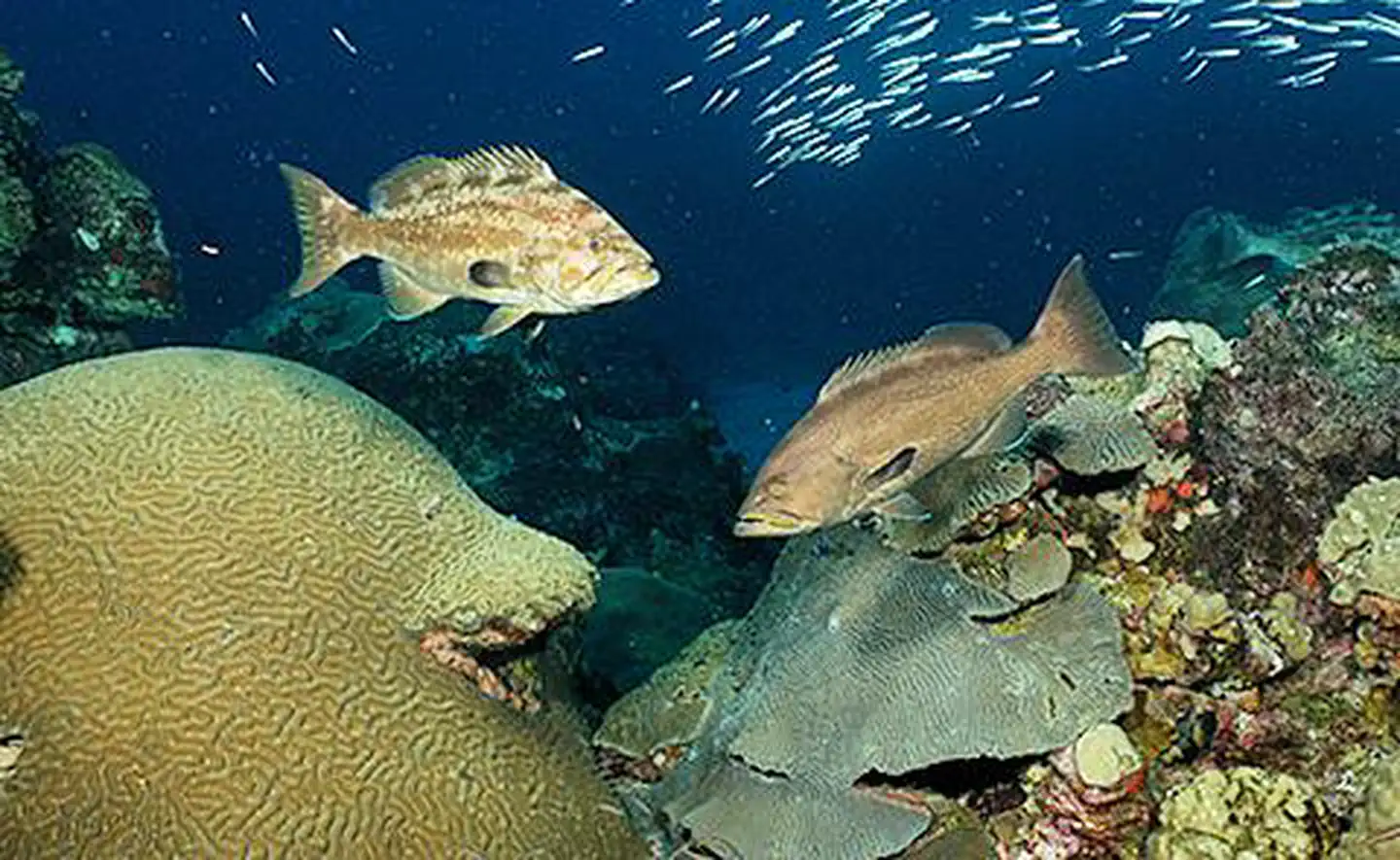 Yellow mouth grouper