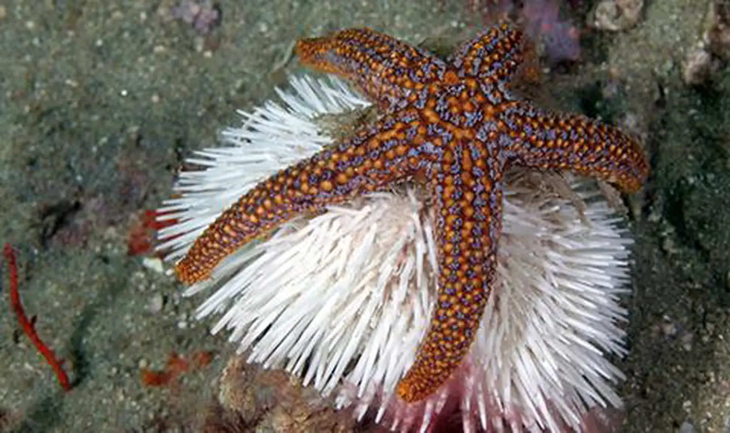 Sea star and urchin hanging out in Gray's Reef National Marine Sanctuary