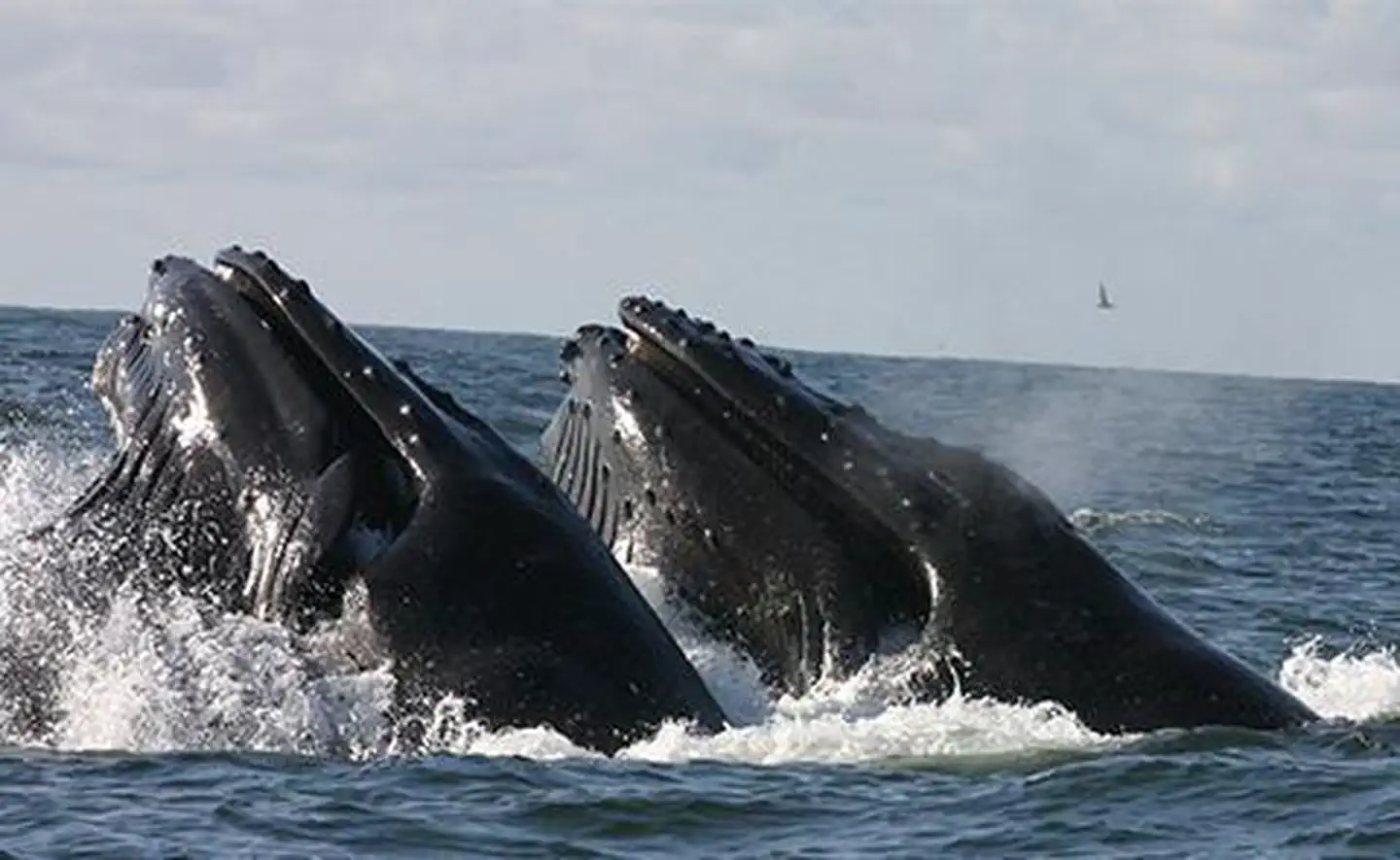 Humpback whales