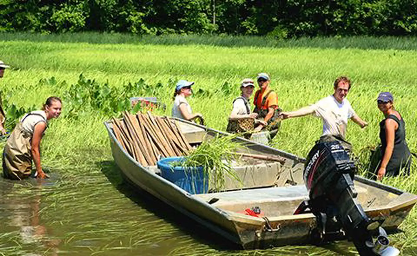 Wild rice planting in Chesapeake Bay National Estuarine Research Reserve, Maryland