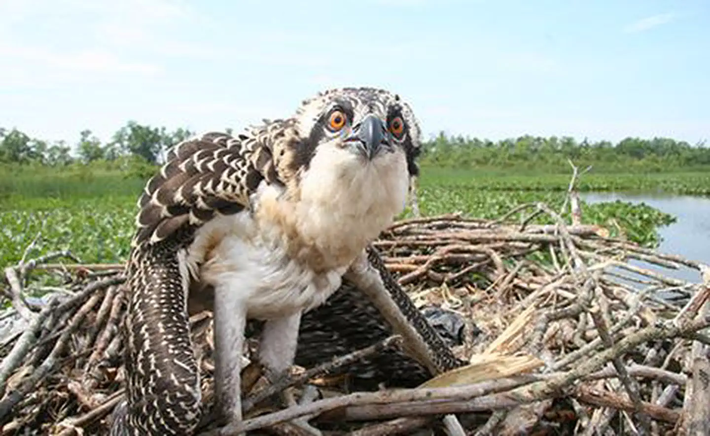 Osprey Banding in Chesapeake Bay National Estuarine Research Reserve, Maryland